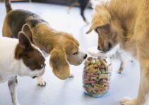 Dog Treat Choices: How do You Pick Your Dog’s Treats?