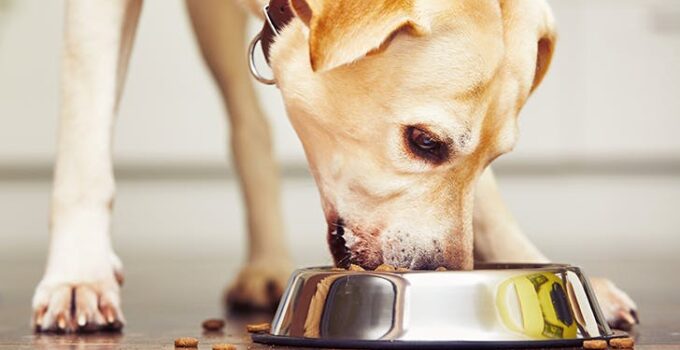 8 Common Dog Food and Feeding Myths You Need to Stop Believing