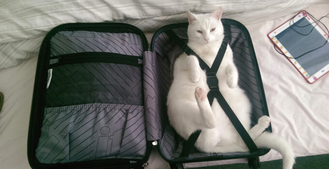4 Tips and Tricks for Traveling With Your Cat