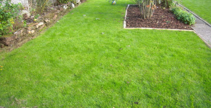 Should You Use Turf or Grass Seed For Your New Lawn – A 2021 Guide