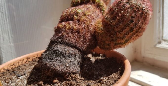 7 Ways to tell if your Cactus is Dying
